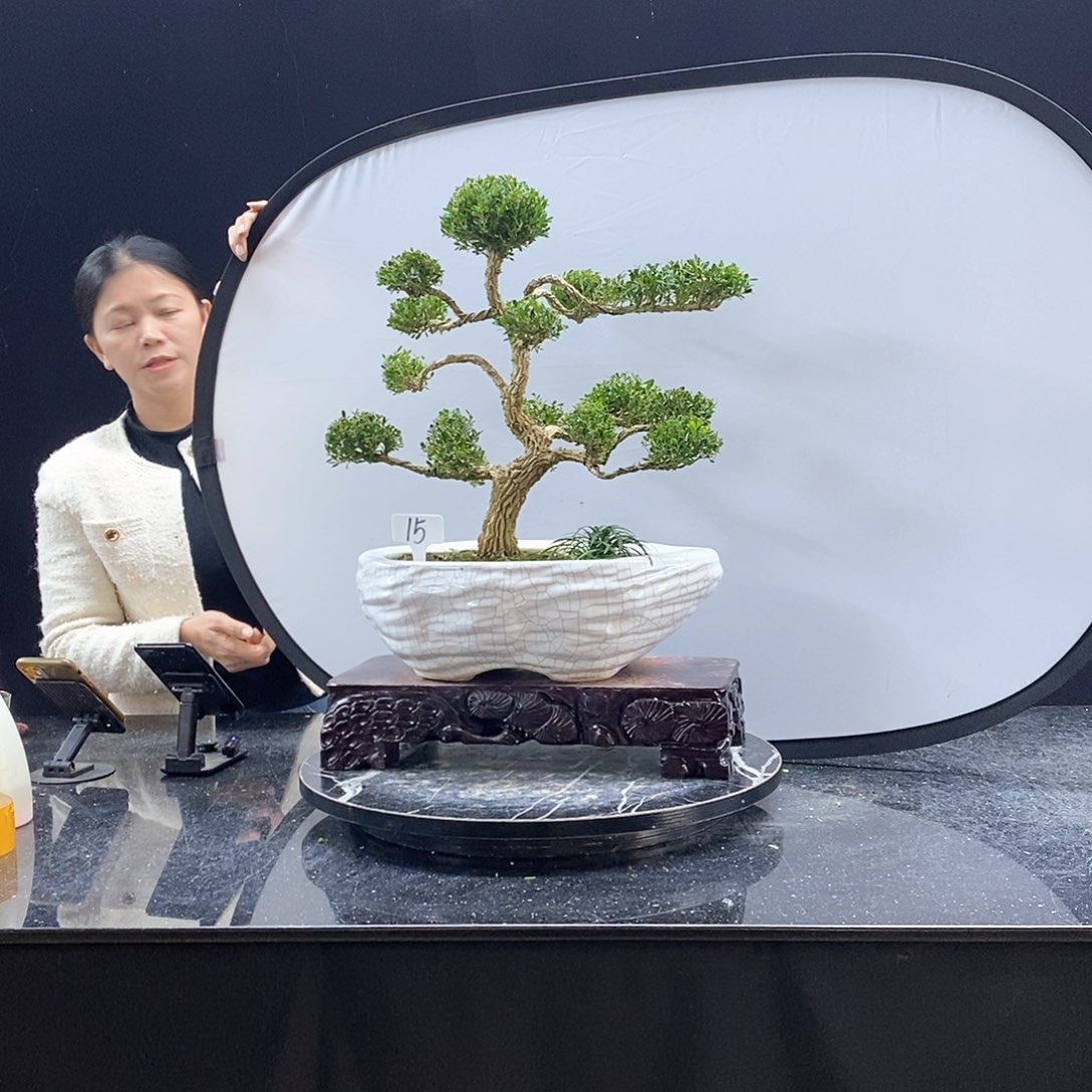 无花朵黄杨盆景艺术