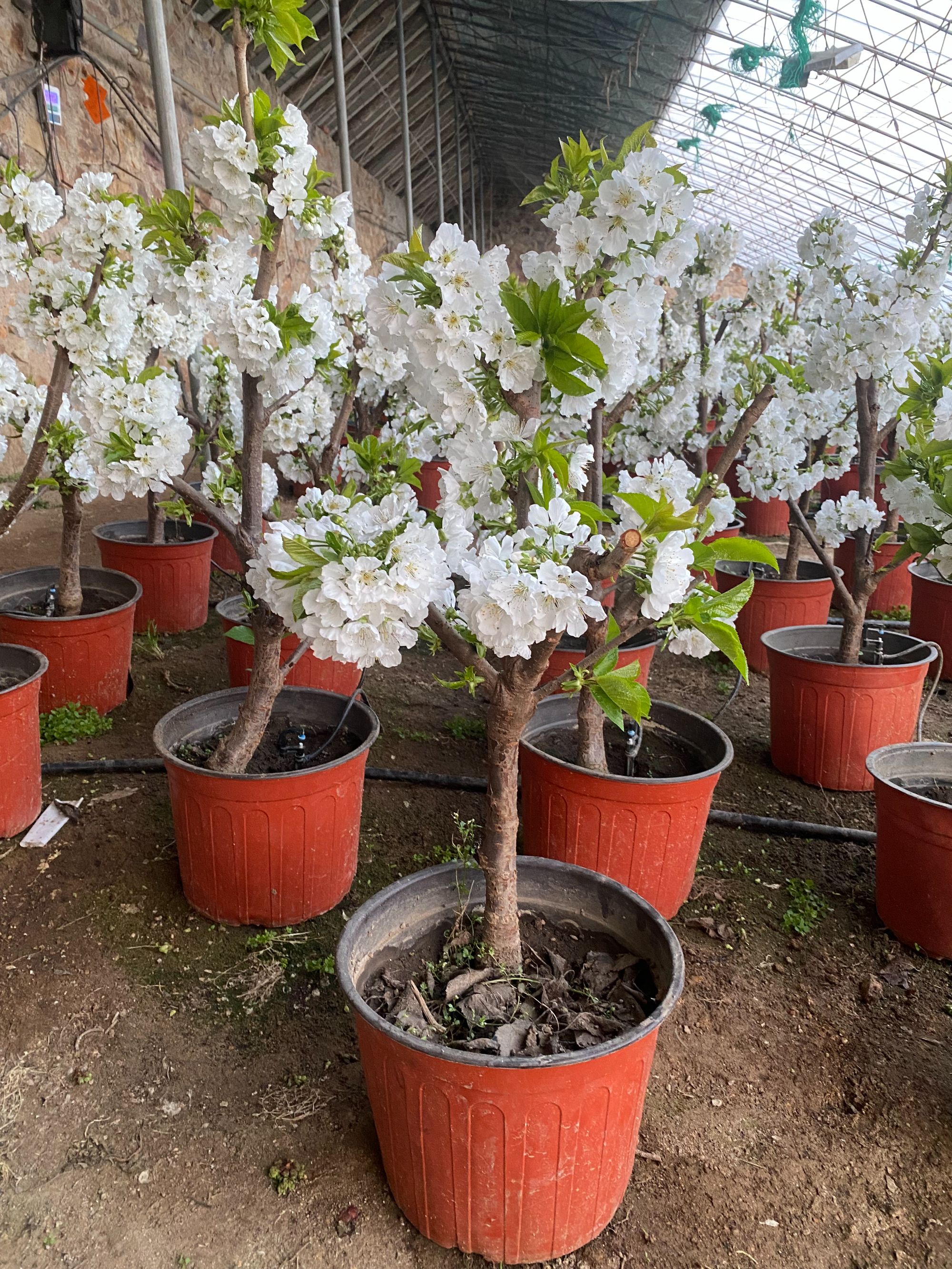 南北方花卉植物盆栽黑抮珠EF