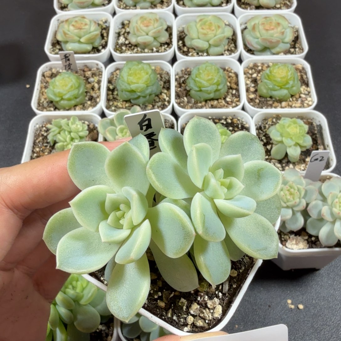 白昼双头一物一拍034