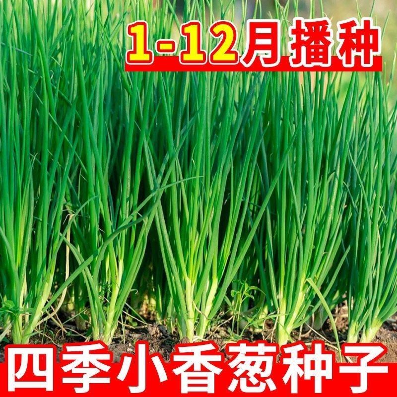【当季新种】四季小香葱籽小香葱种子盆栽葱种子耐寒蔬菜种子阳蔬菜