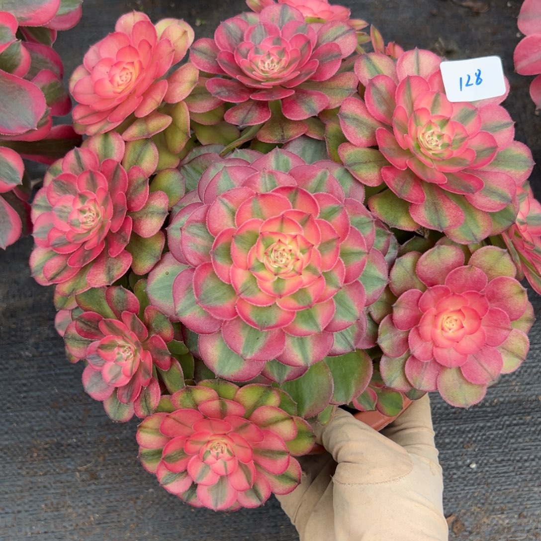 128荔枝多肉嘻嘻嘻