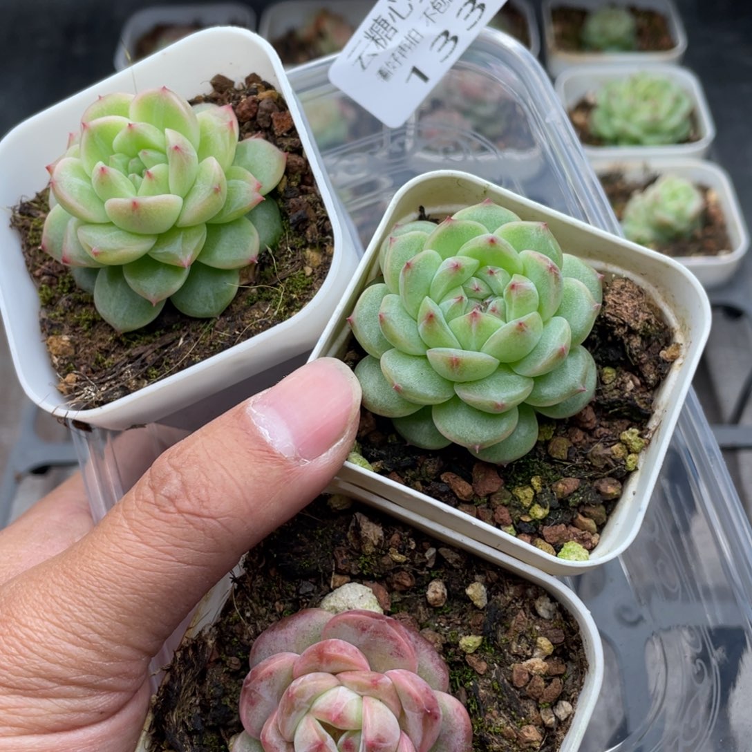 云糖心多肉植物133