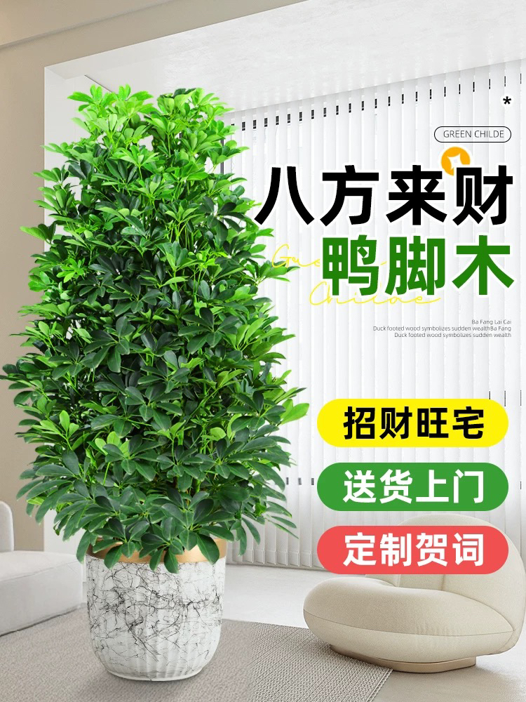 【鸭脚木白色瓷盆】高1.5-1.6米沈阳同城送货上门年宵花开业送礼