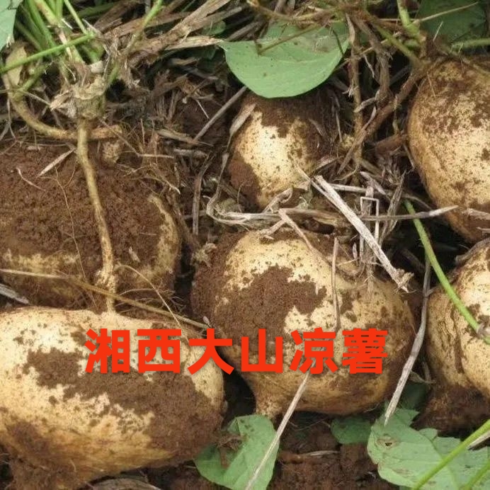 湘西大山农家自种凉薯散装5斤包邮
