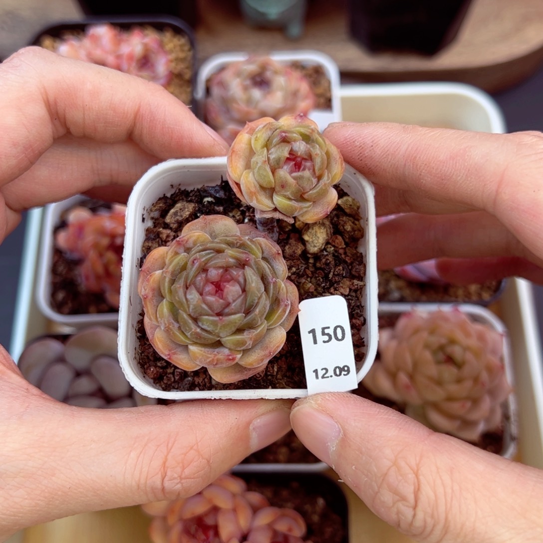 好好看150、哈哈哈哈