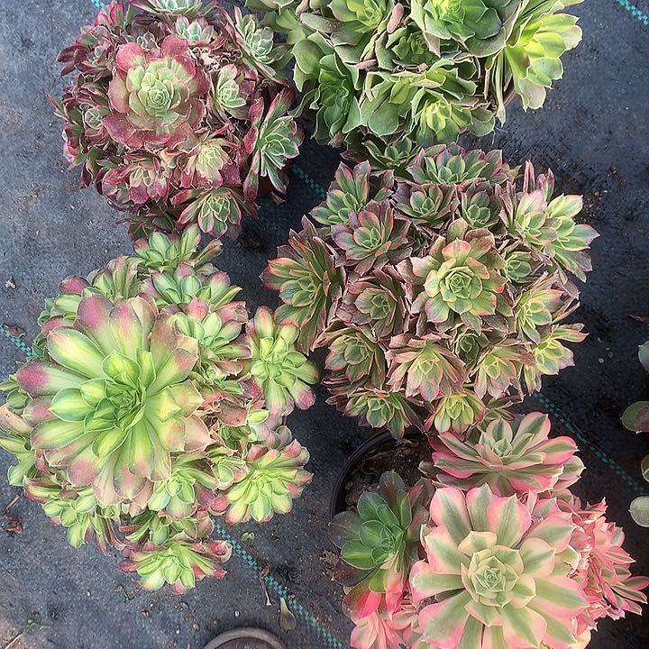 859五棵多肉植物