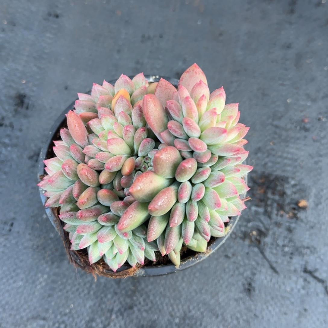 米***哥多肉植物多肉植物