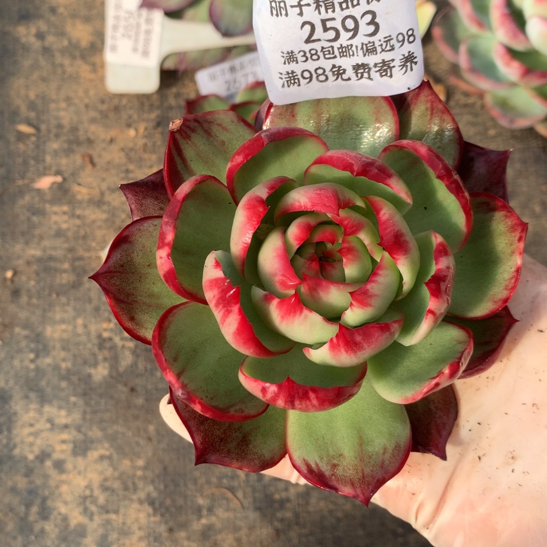 淡***笑2593号多肉植物惊鸿11