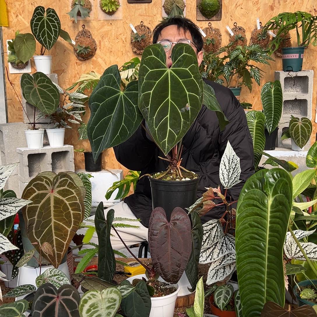 完全开放老桩花烛