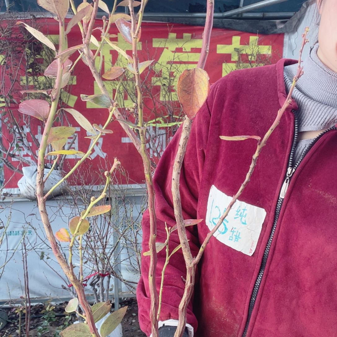 完全开放大果纯甜可口蓝莓