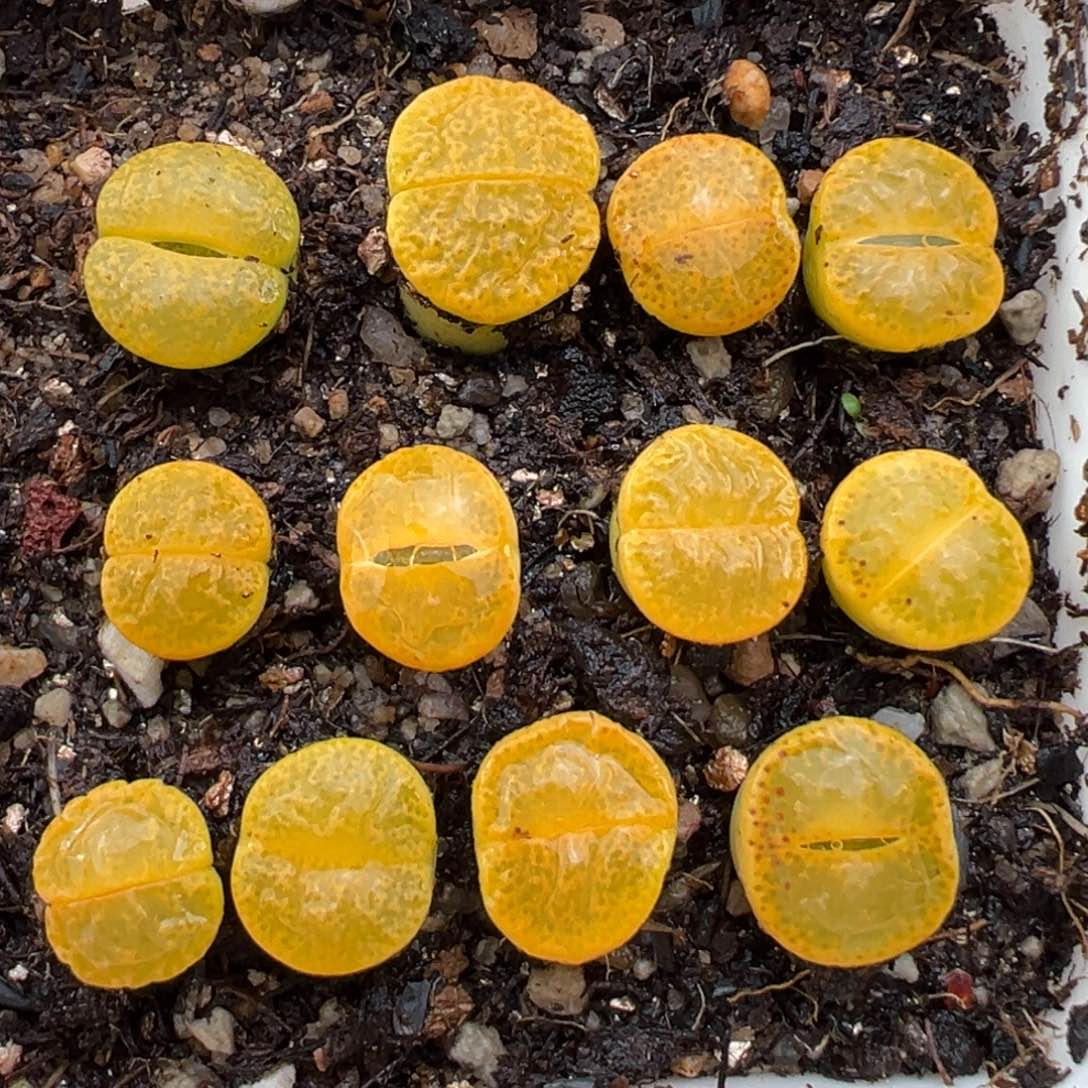 2.16好看的多肉954