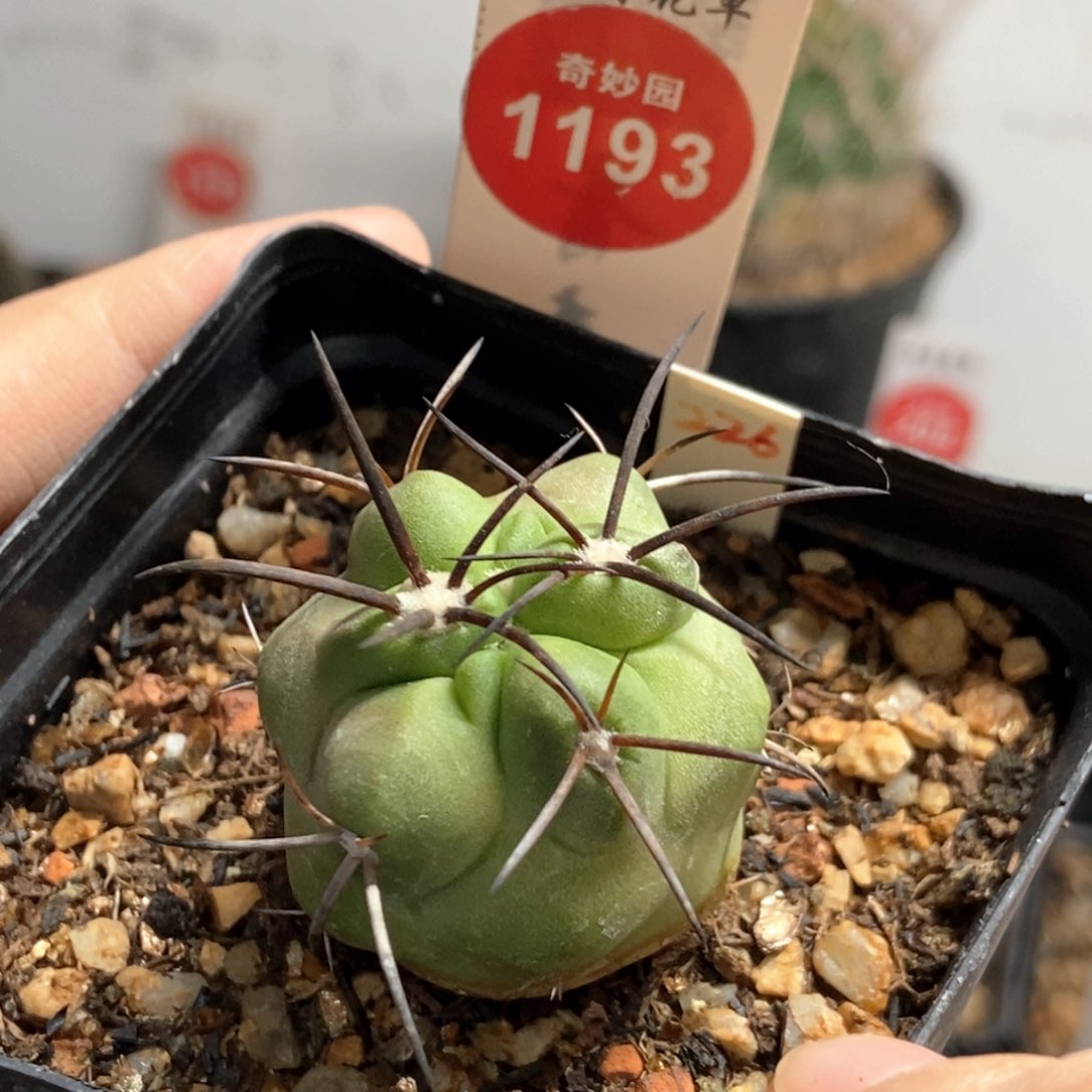 实生黑粗刺龙爪3.2cm