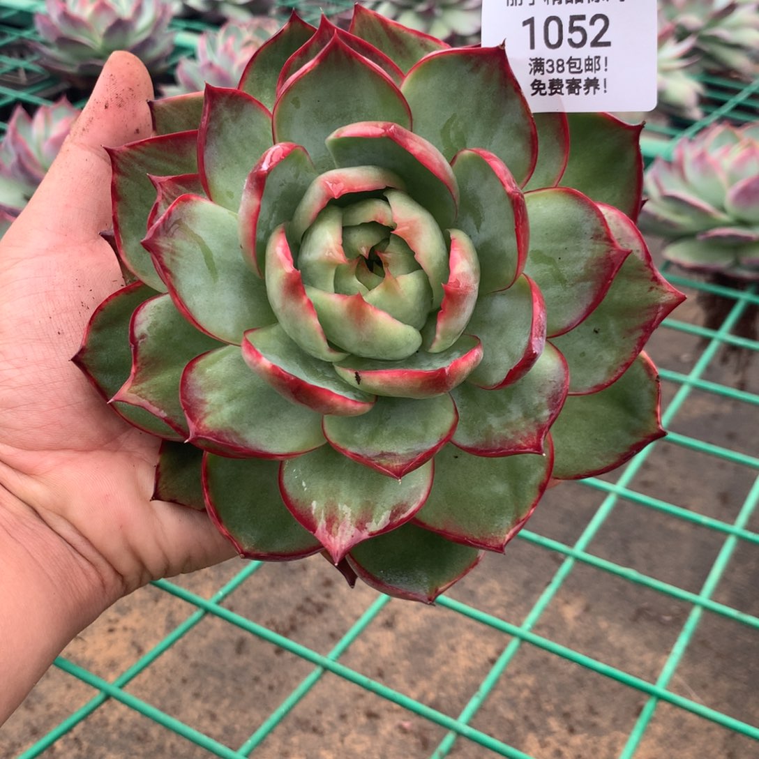 1052惊鸿。多肉植物。尺寸14