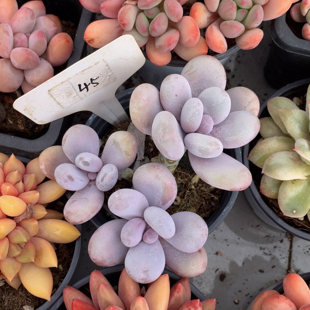 原是奶酪uwuuwuwuwuww