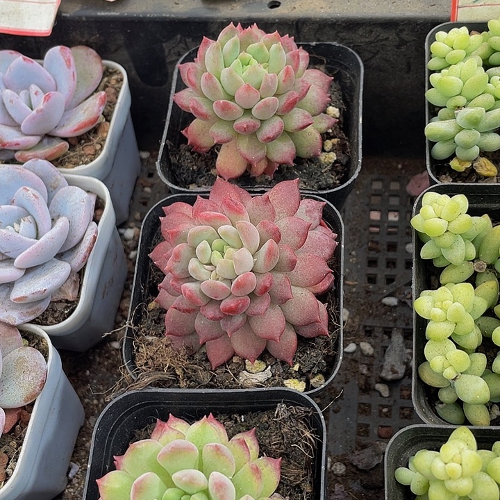 胭脂豆带盆土发货