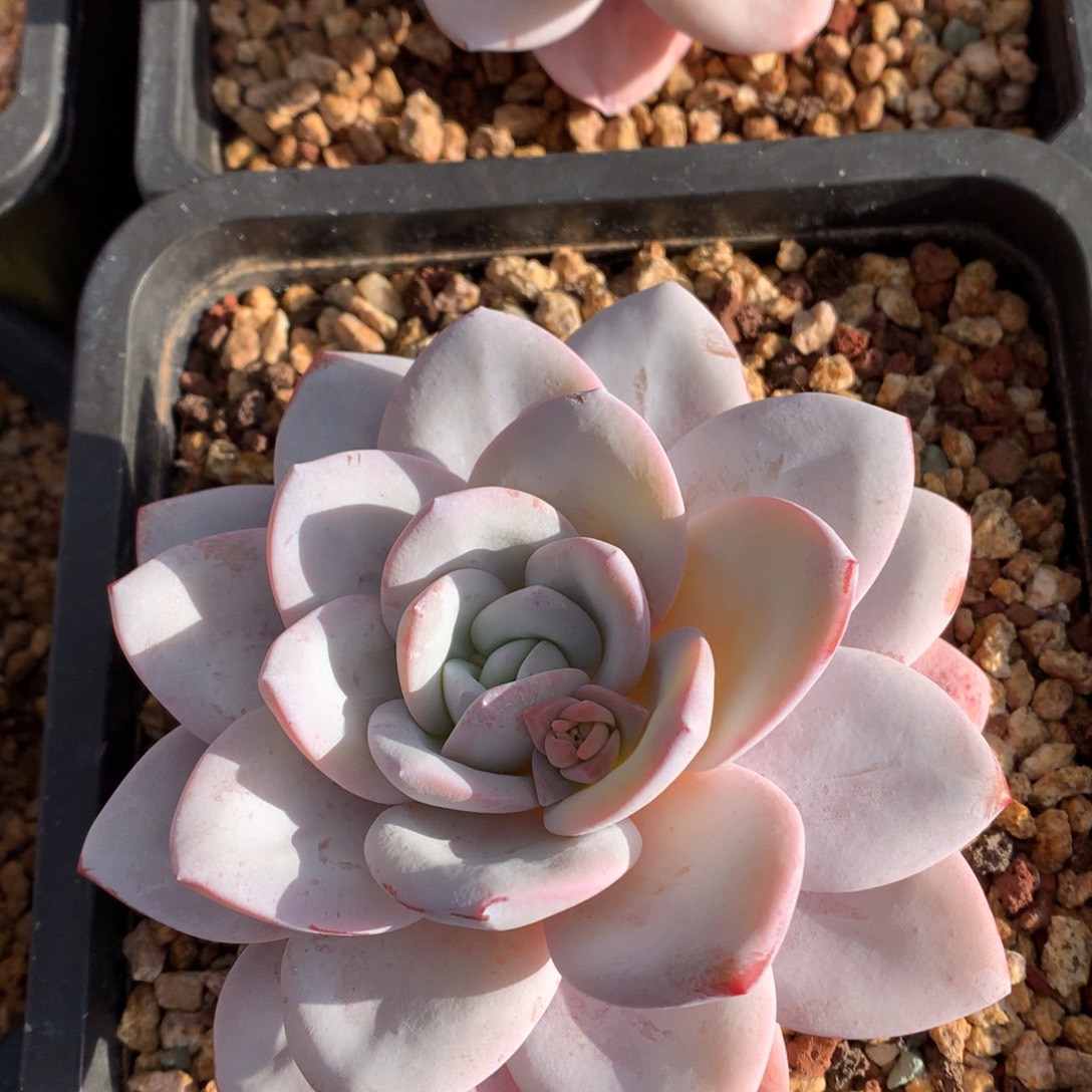 我们家的小姐姐们