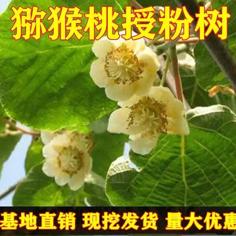 SIVON/喜言猕猴桃授粉树公树当年开花原盆原土南方北方都可以种植