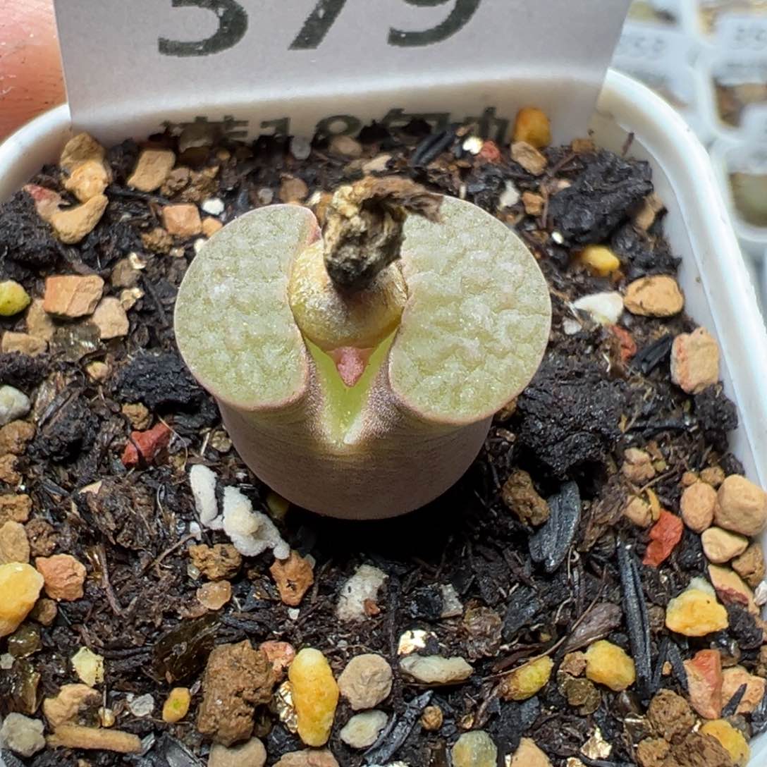 【闪购商品】 379。      