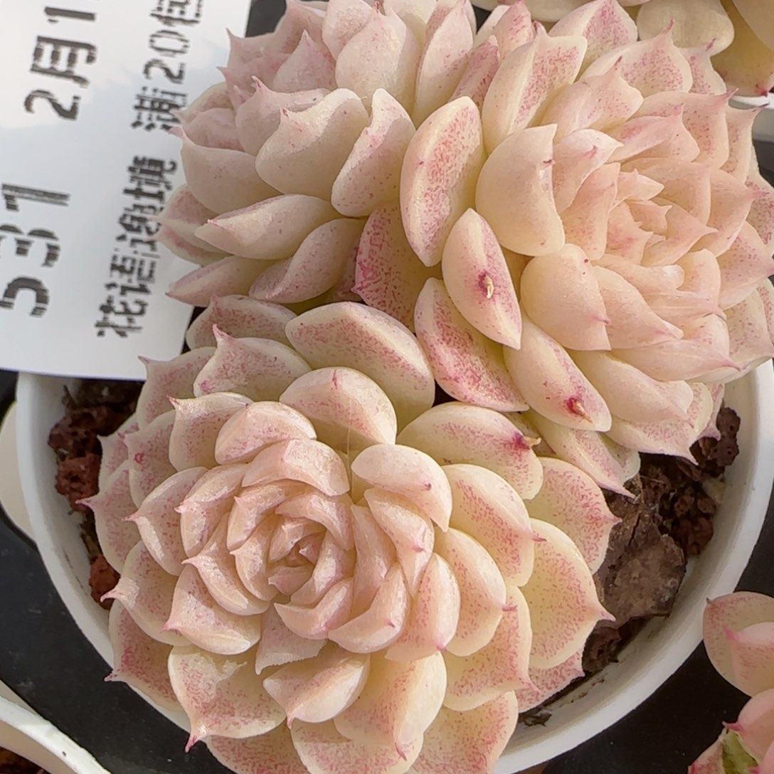 花语逸境0212-531散