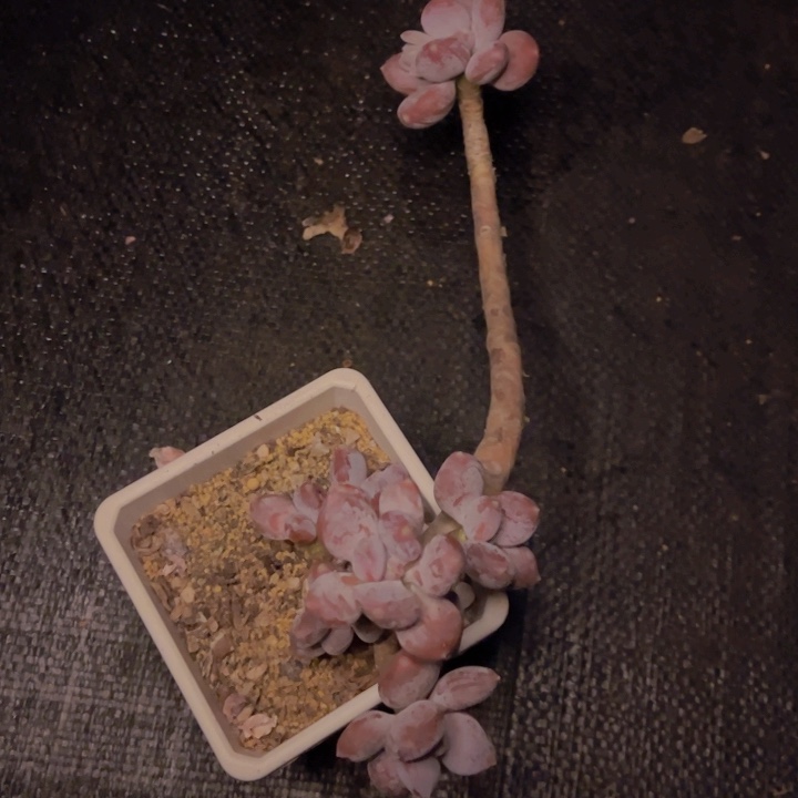 特价老桩造型稻田姬