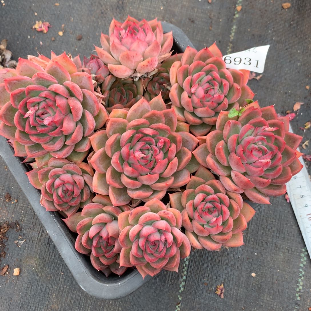 6931杂交多肉老桩