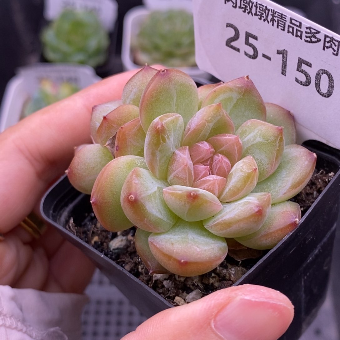 【闪购商品】25-150