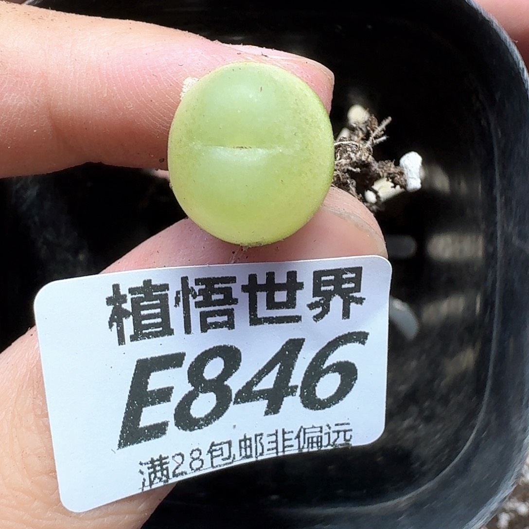 多肉植物的润泽gbn