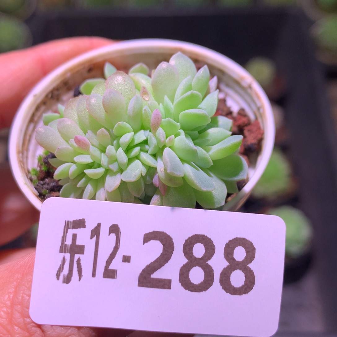 乐然12-288 新品缀化 