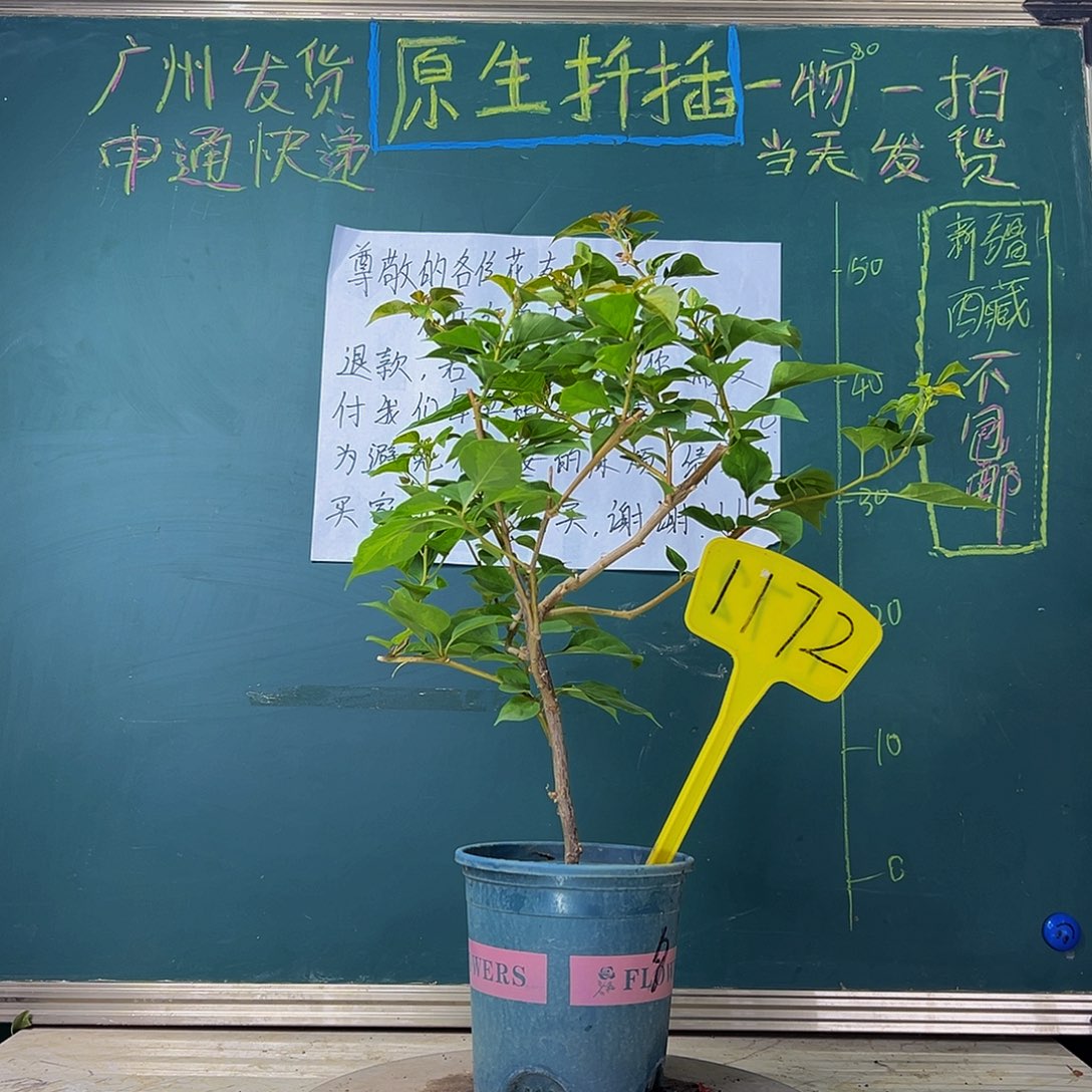 当前无花栽培后可以开花 暗斑夕阳红  1172