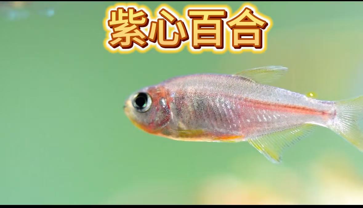 紫芯百合灯鱼 南美热带鱼草缸