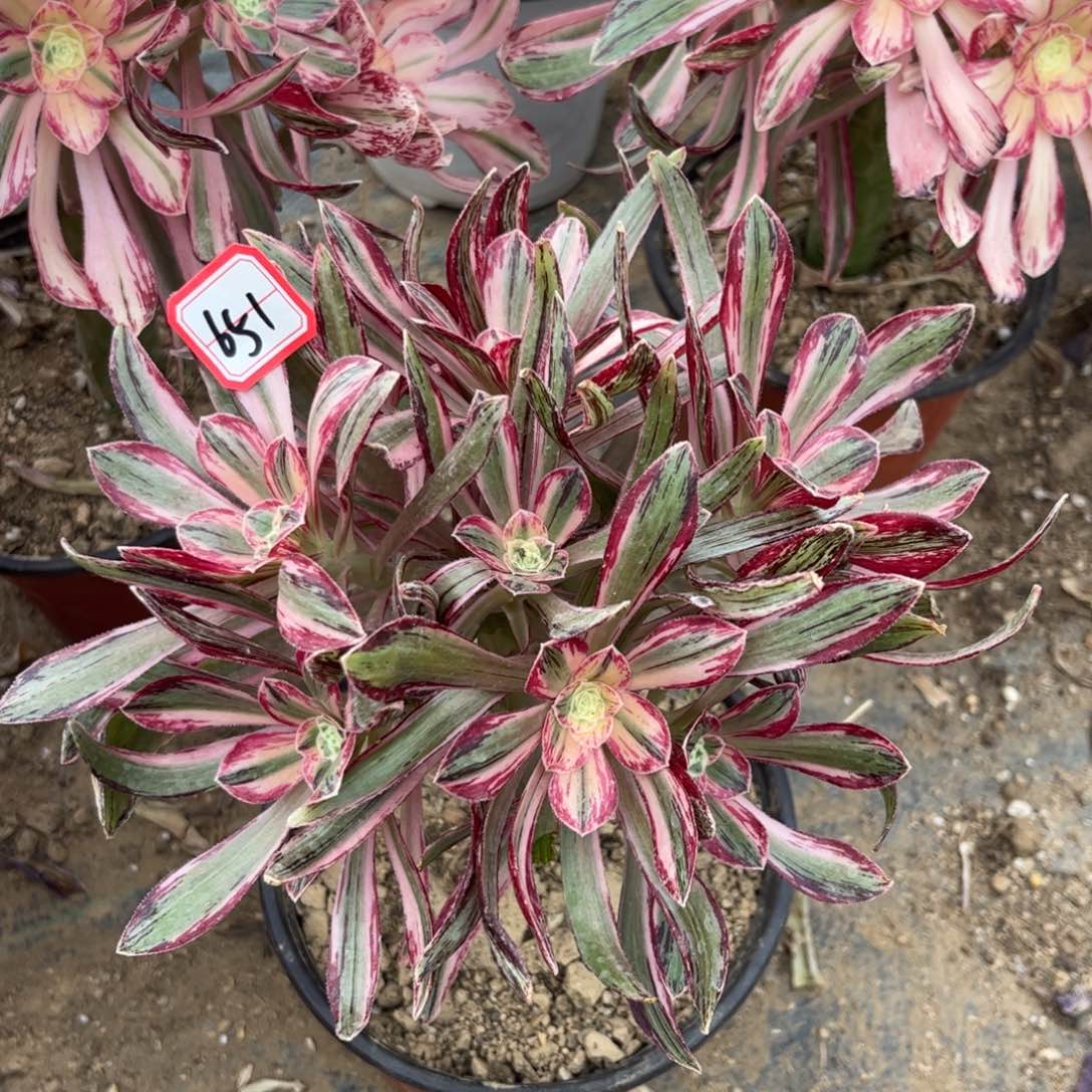 651多肉植物V锦锦