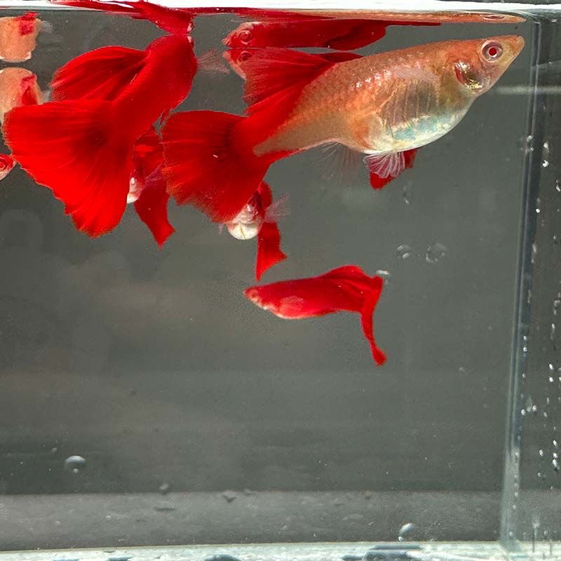 血红孔雀鱼热带观赏鱼好养耐活胎生易繁殖适合新手活体凤尾鱼