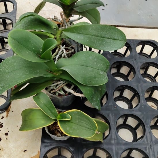 完全开放战损组盆