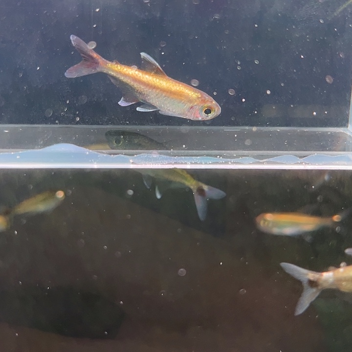 灯科鱼粉色18 白金星辰