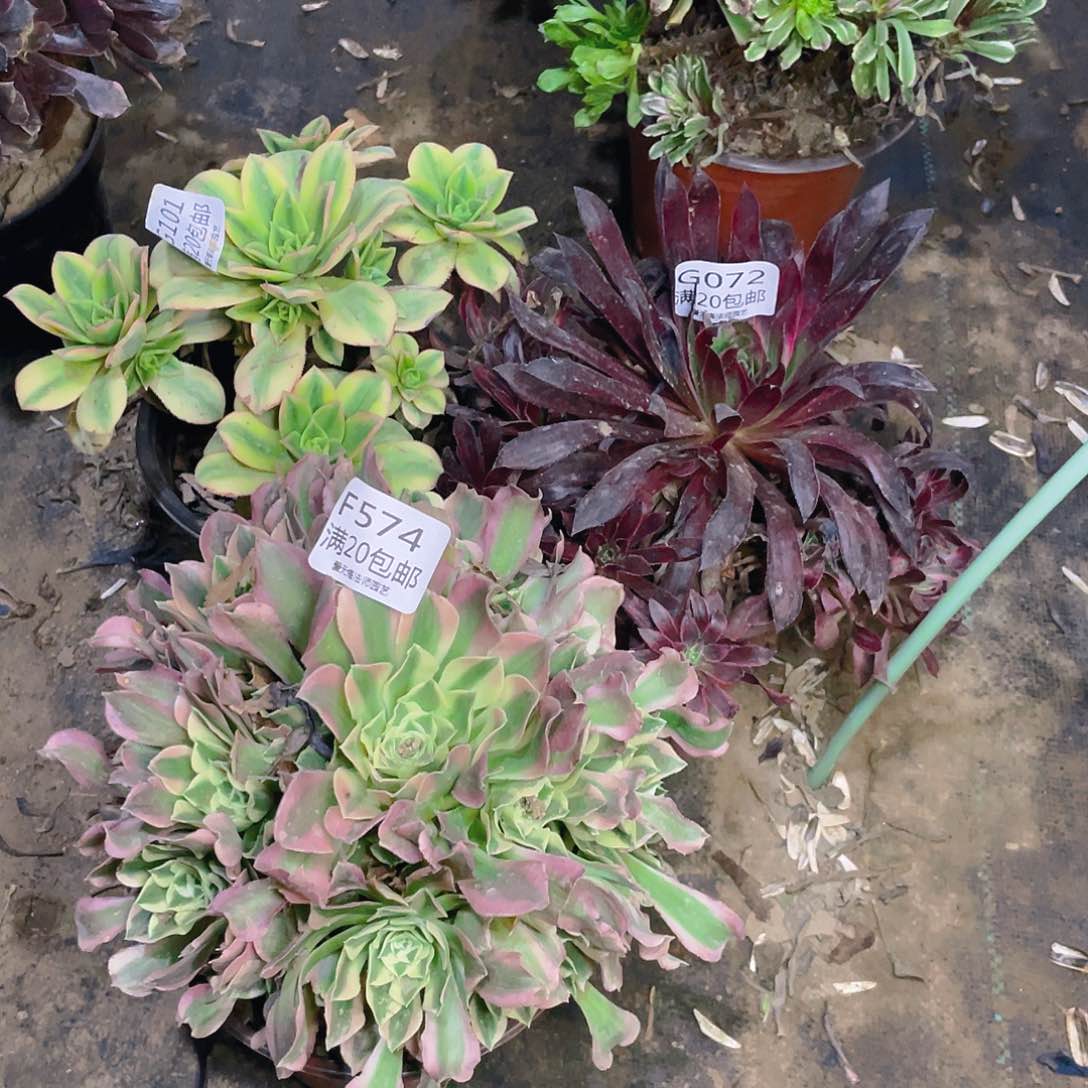 574组合多肉法师