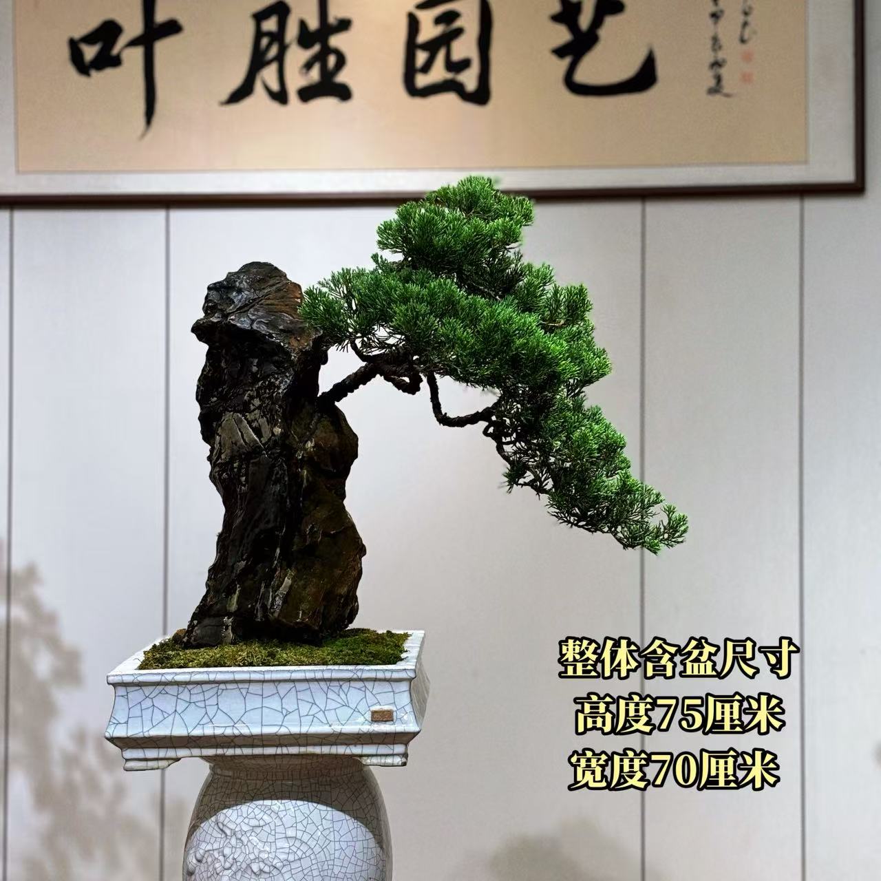 【叶胜园艺】精品九龙壁针柏老桩盆景