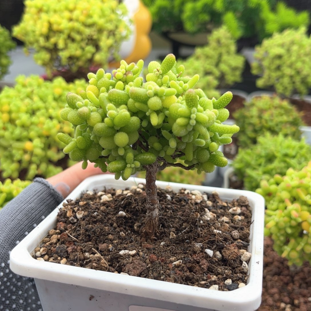 无花朵073金桔可爱多肉植物