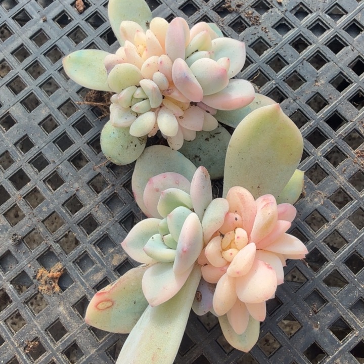 退单福利一组 两颗橙梦露锦