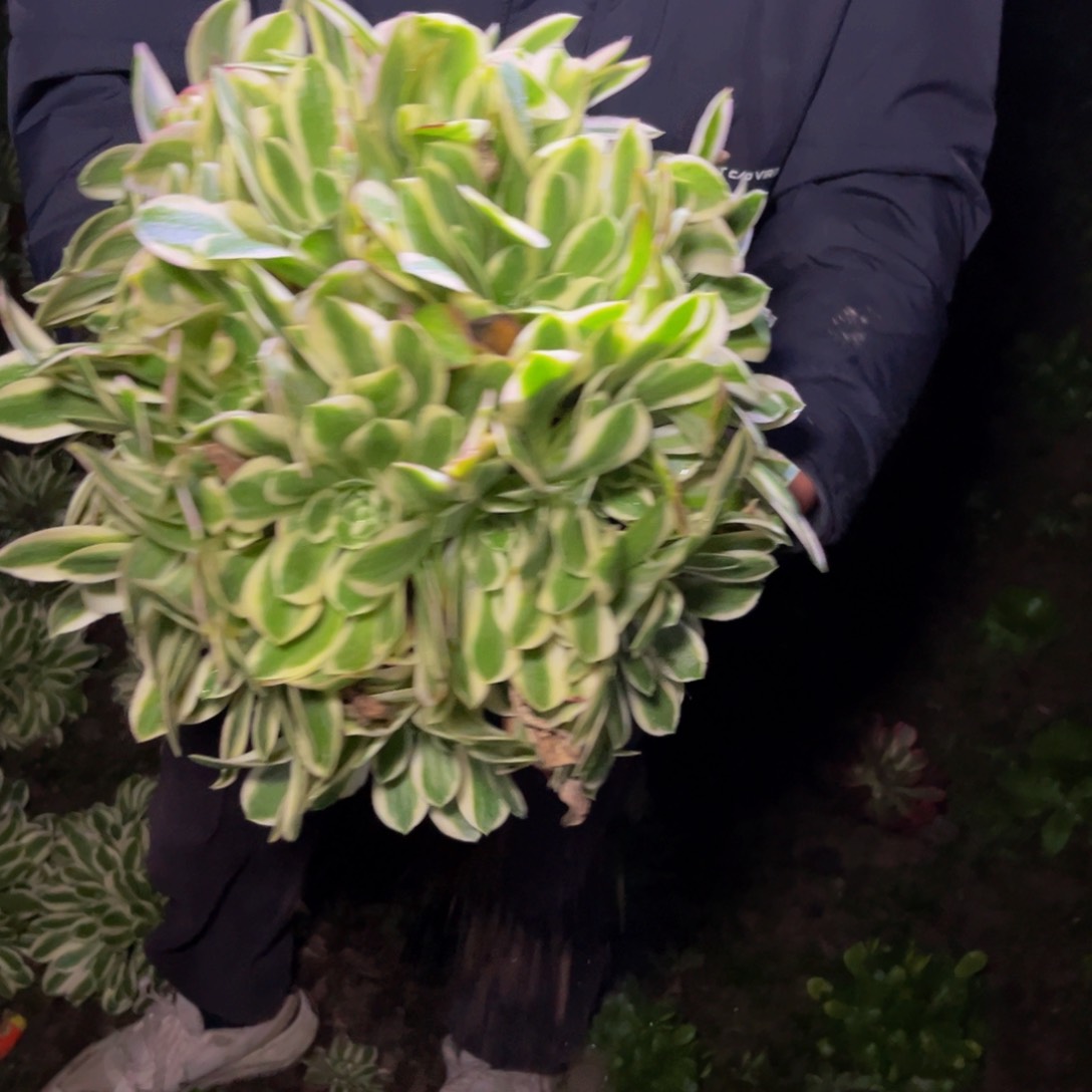 白凤多肉植物捧花的