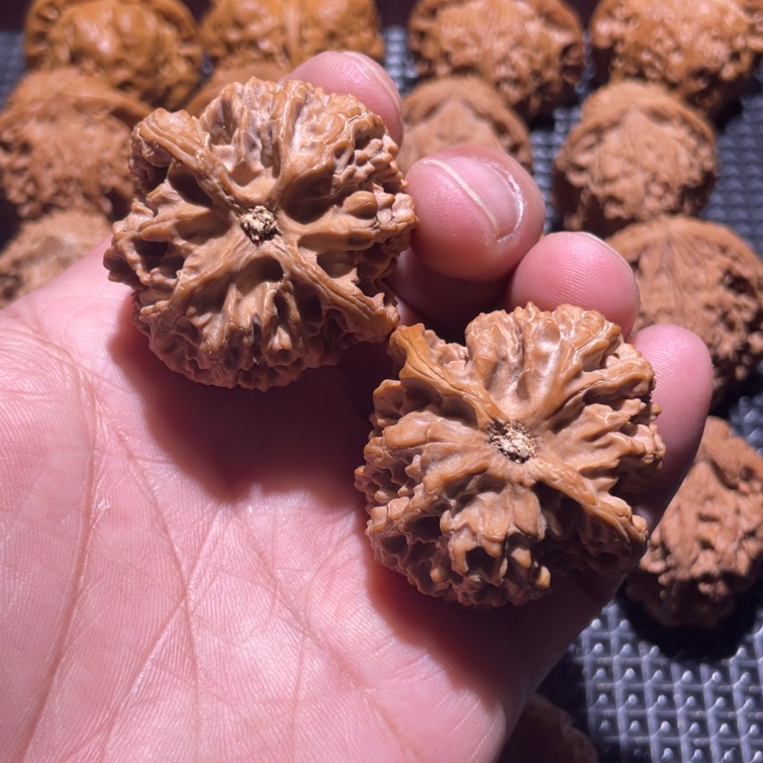 猫***串核桃41苹果园老树