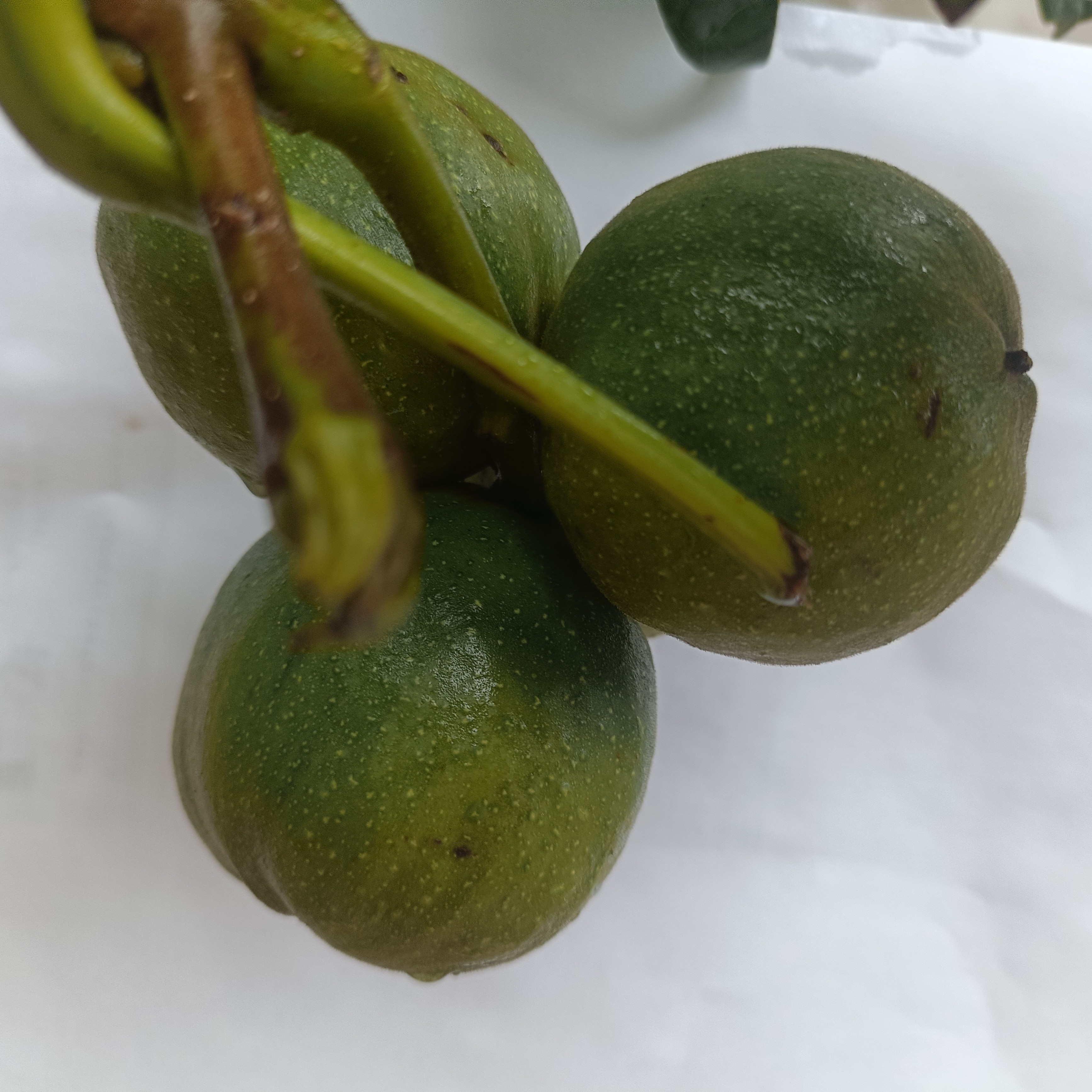 核桃青皮核桃青果，门闷 meihe5988