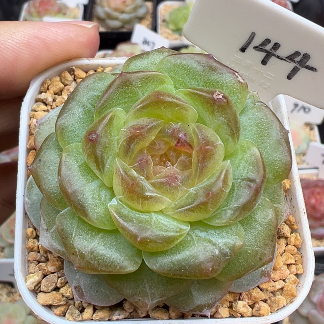 144号无尽灯 晗雨多肉