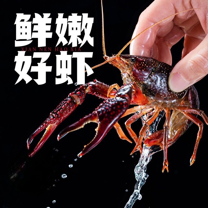 活虾456钱小龙虾鲜活江苏湖水养殖特大新鲜活龙虾黑油虾湖虾满肉1斤起卖