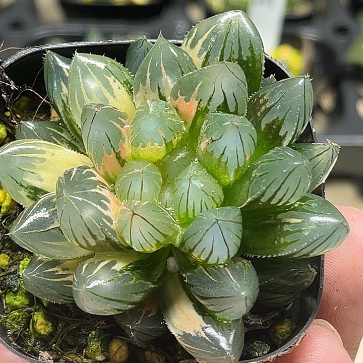 109龙爪玉露锦头家多肉十二卷