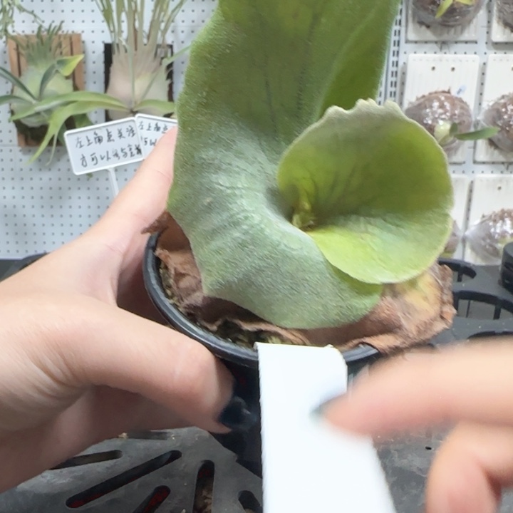 巨兽鹿角蕨哦哦哦