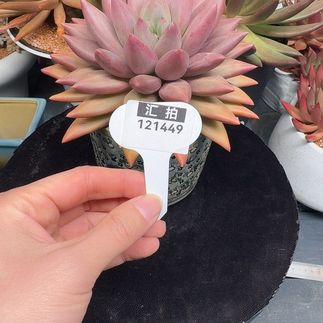 精品多肉植物121449