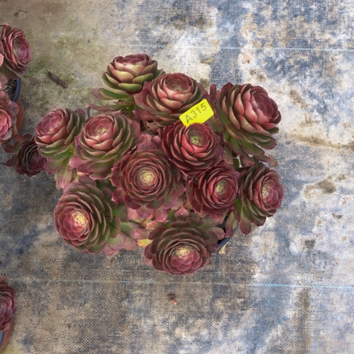 万圣节多肉31500000000