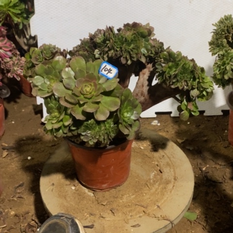 万圣节缀微瑕一物一拍