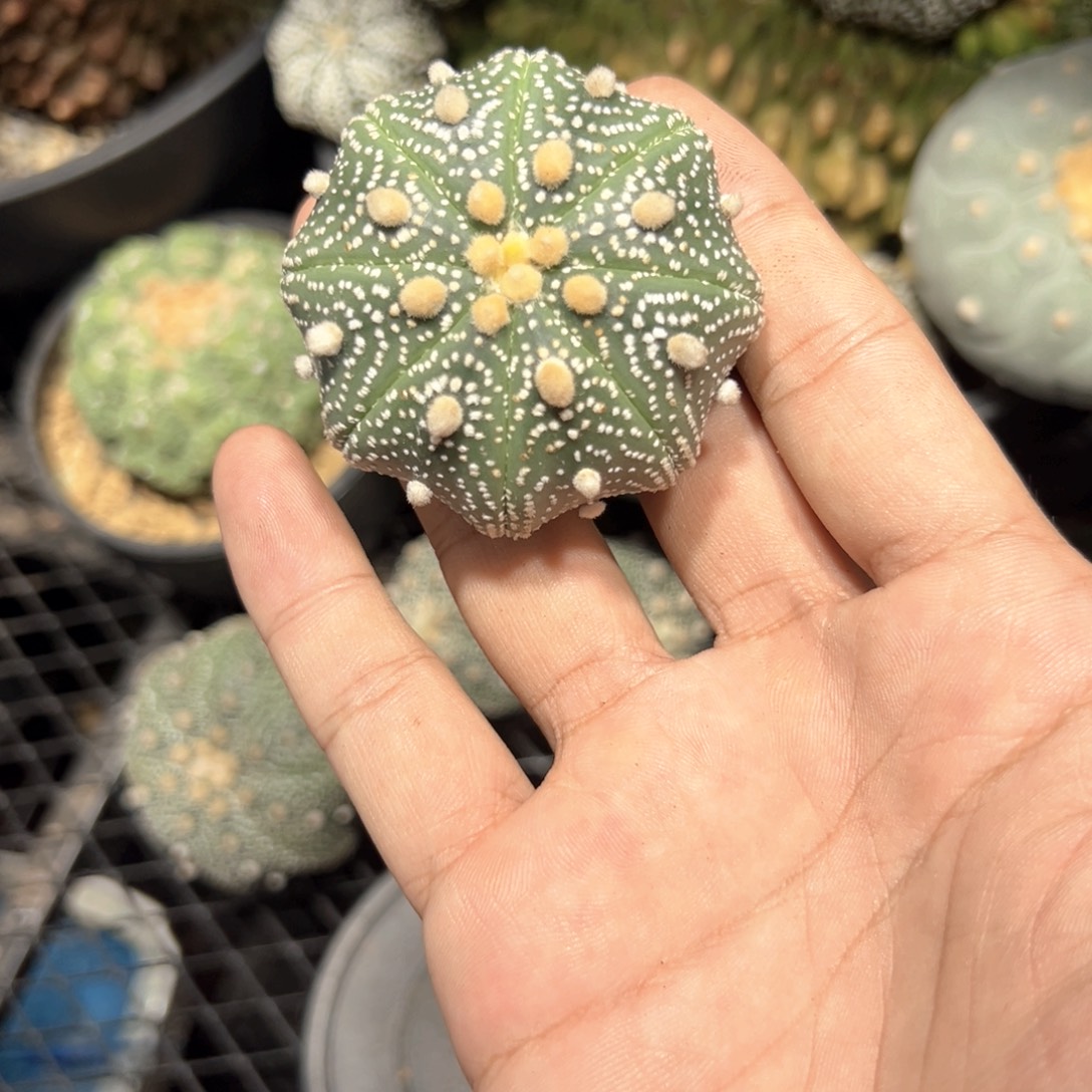 实生雪花海星兜5.4cm