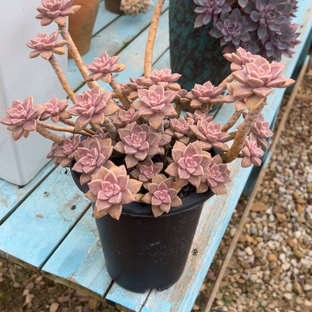 爱***子阿伦培多肉植物脱土